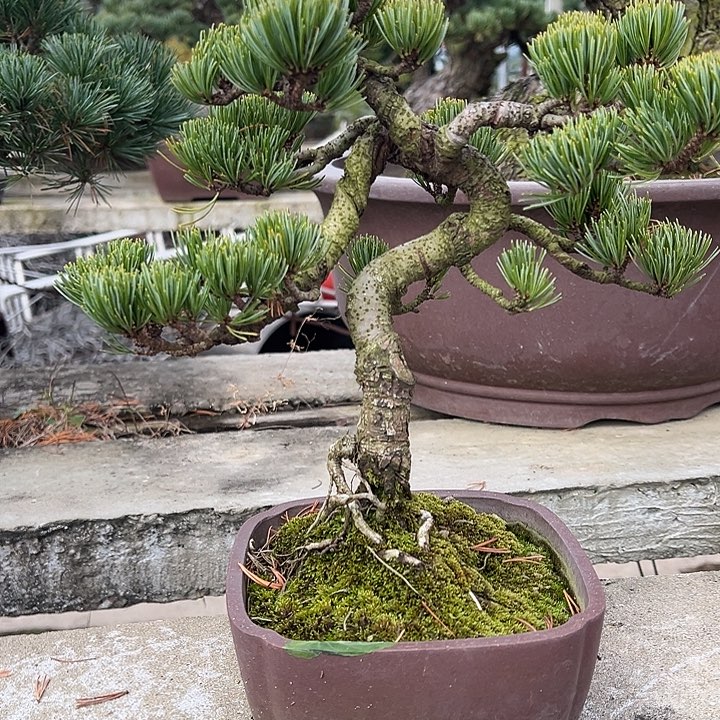 谢***杰无花朵宫岛大阪松