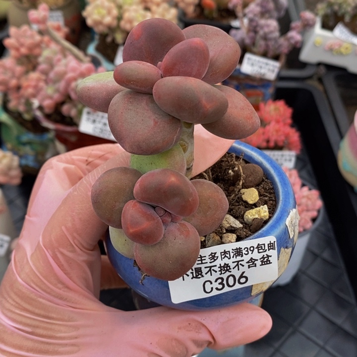 芒果奶306多肉植物