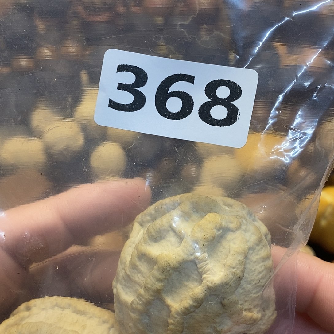 吊坠橄榄核快**鱼