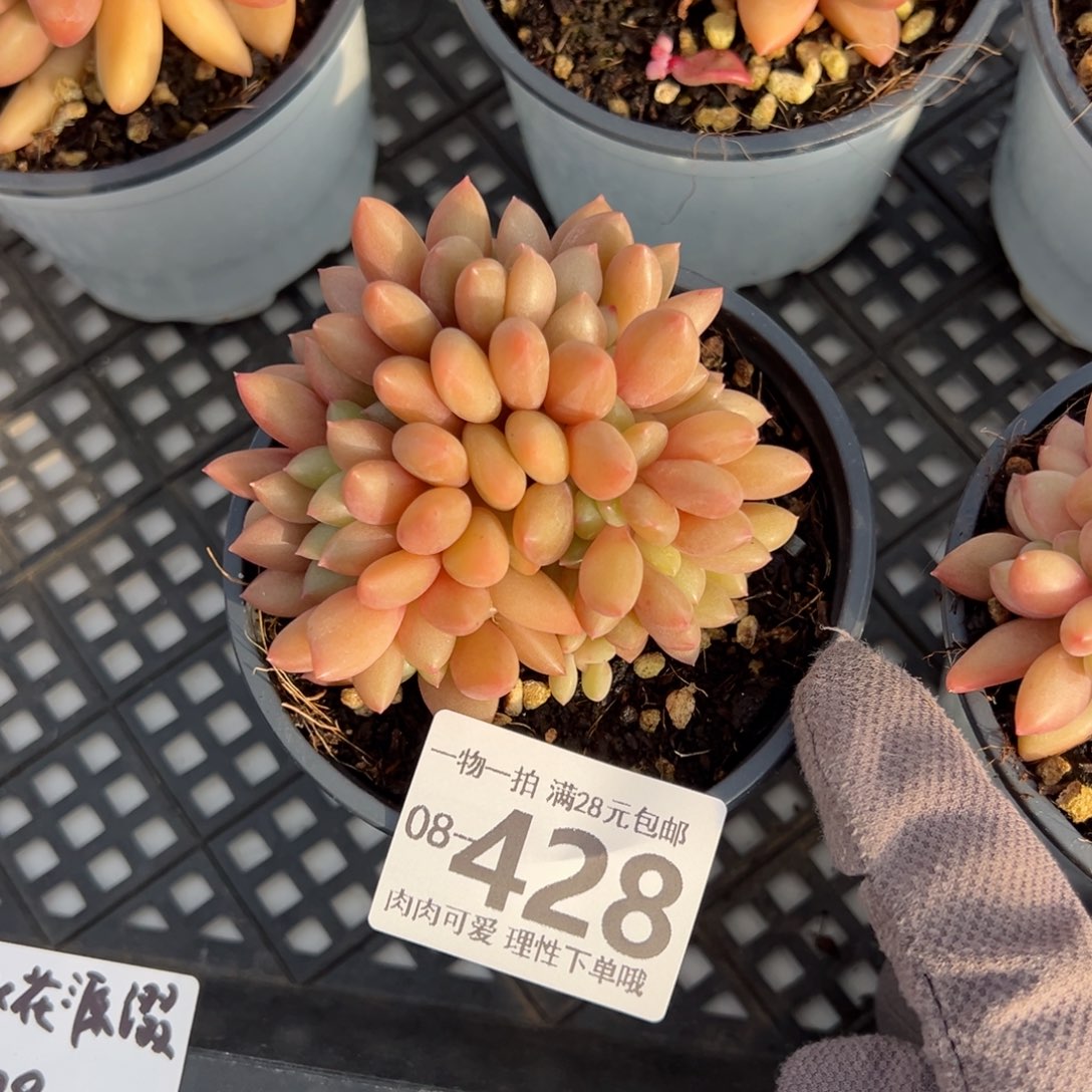 桃花源缀多肉多肉多肉多