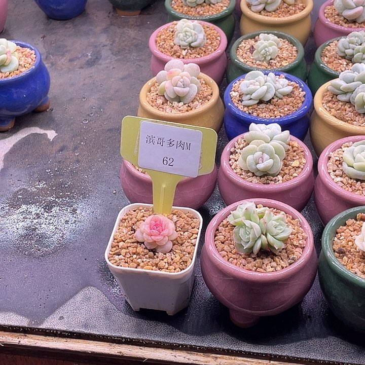 滨哥多肉M62冰心福利