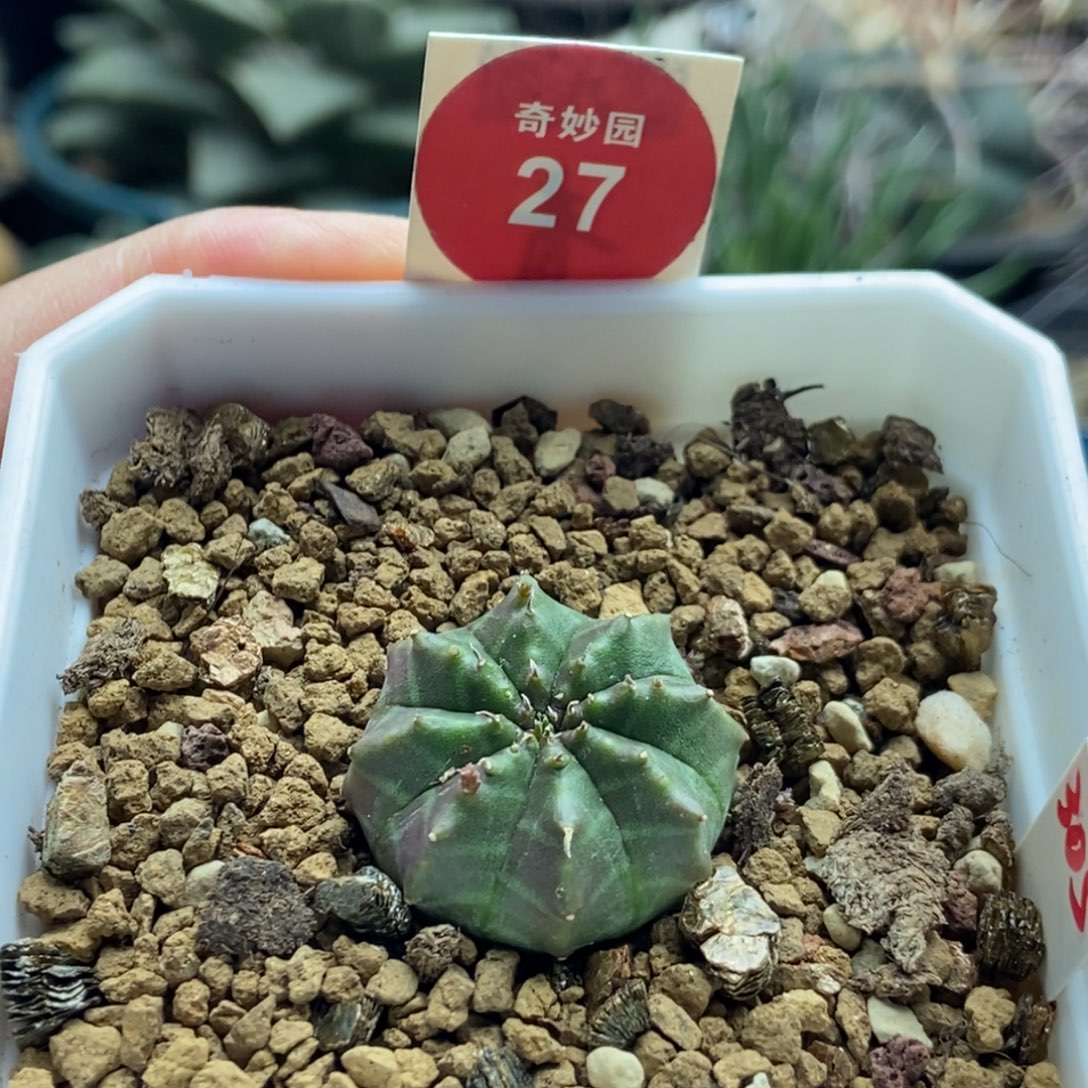 实生紫纹法利达2.5cm