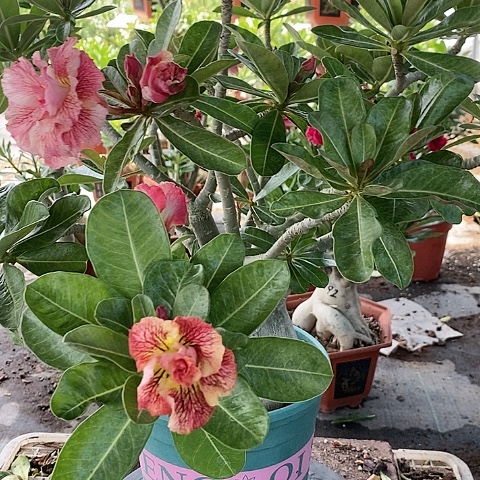 【闪购商品】无花朵智****