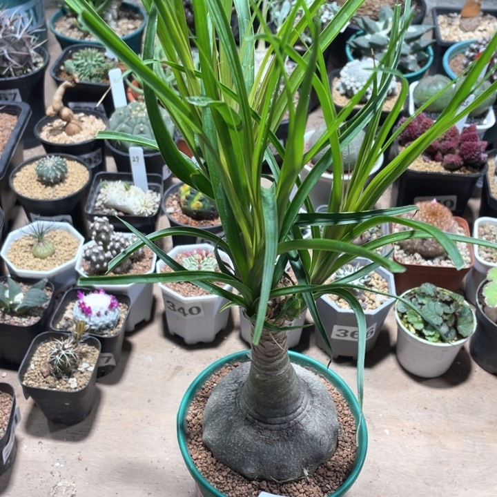 304大酒瓶兰块根