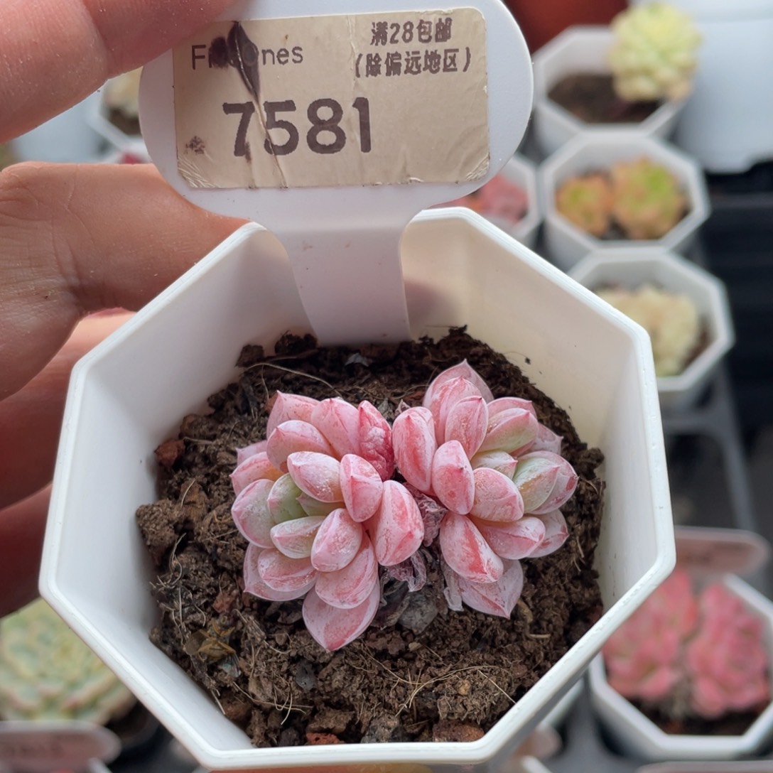 维特7581-4.0厘米