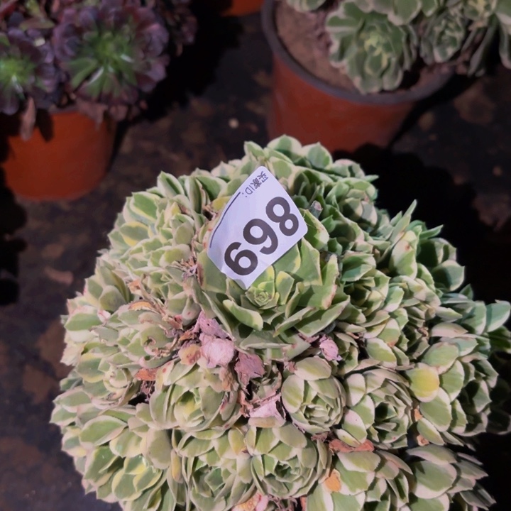 869迈巴赫多肉植物不售后