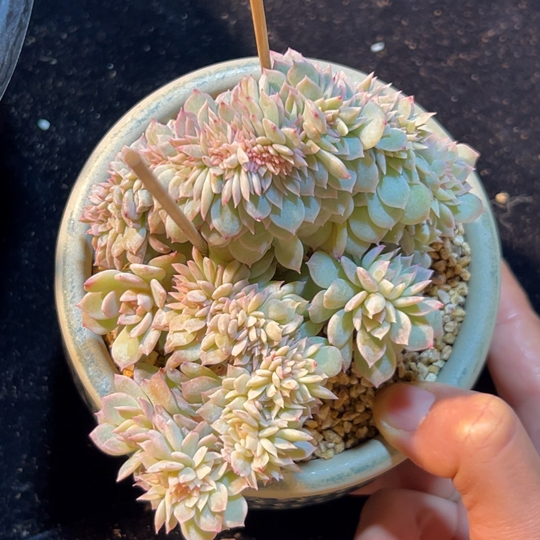 c***.新年快乐 新年快乐