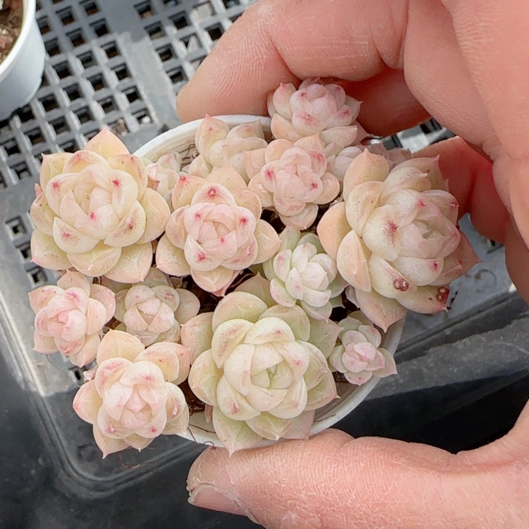 【闪购商品】0210-35包子麦杆