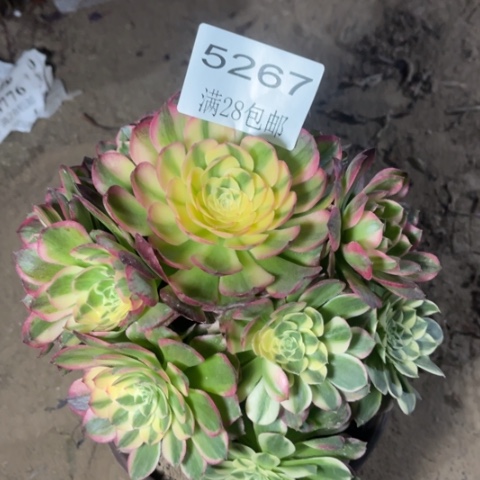 海王多肉多肉5267