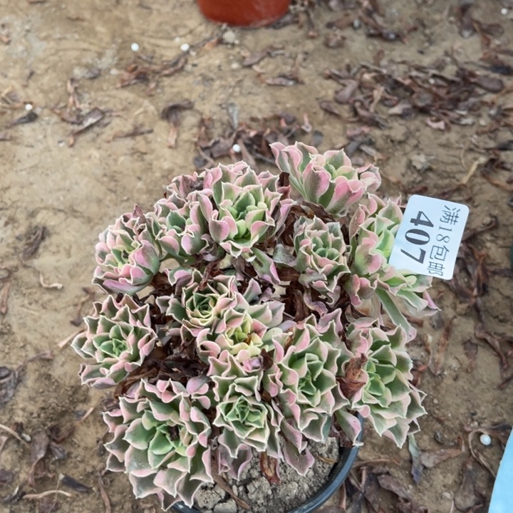 407白凤绣球1号棚