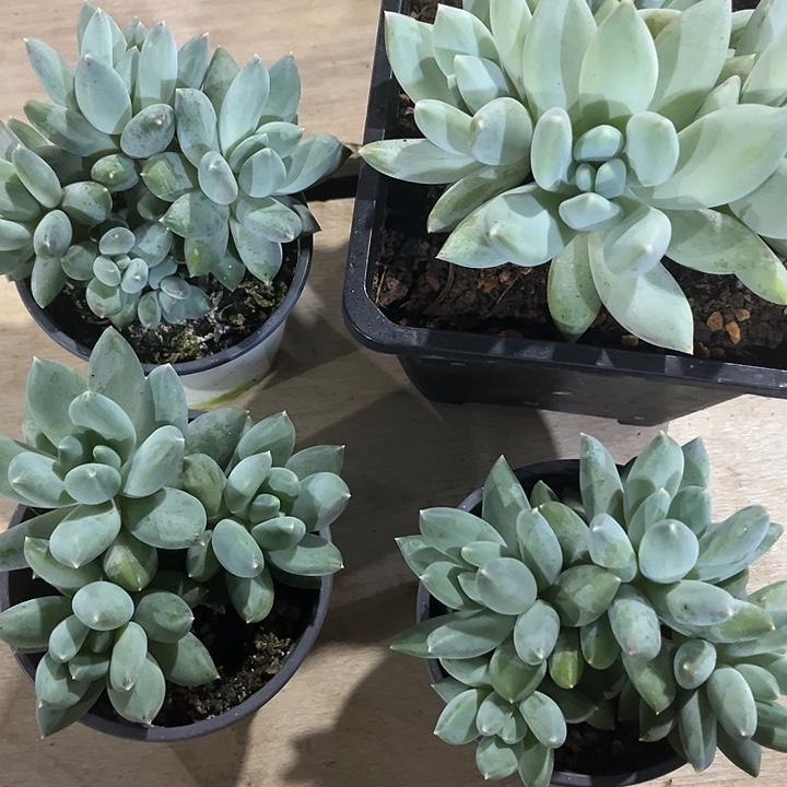 解****松果多头脱土发货