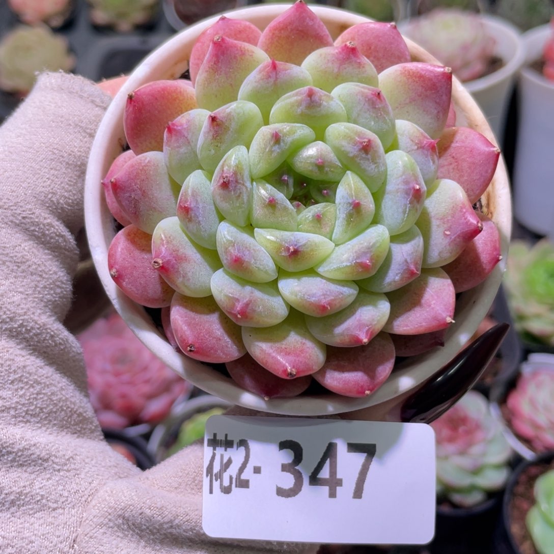 花利美2-347秘境冰魄