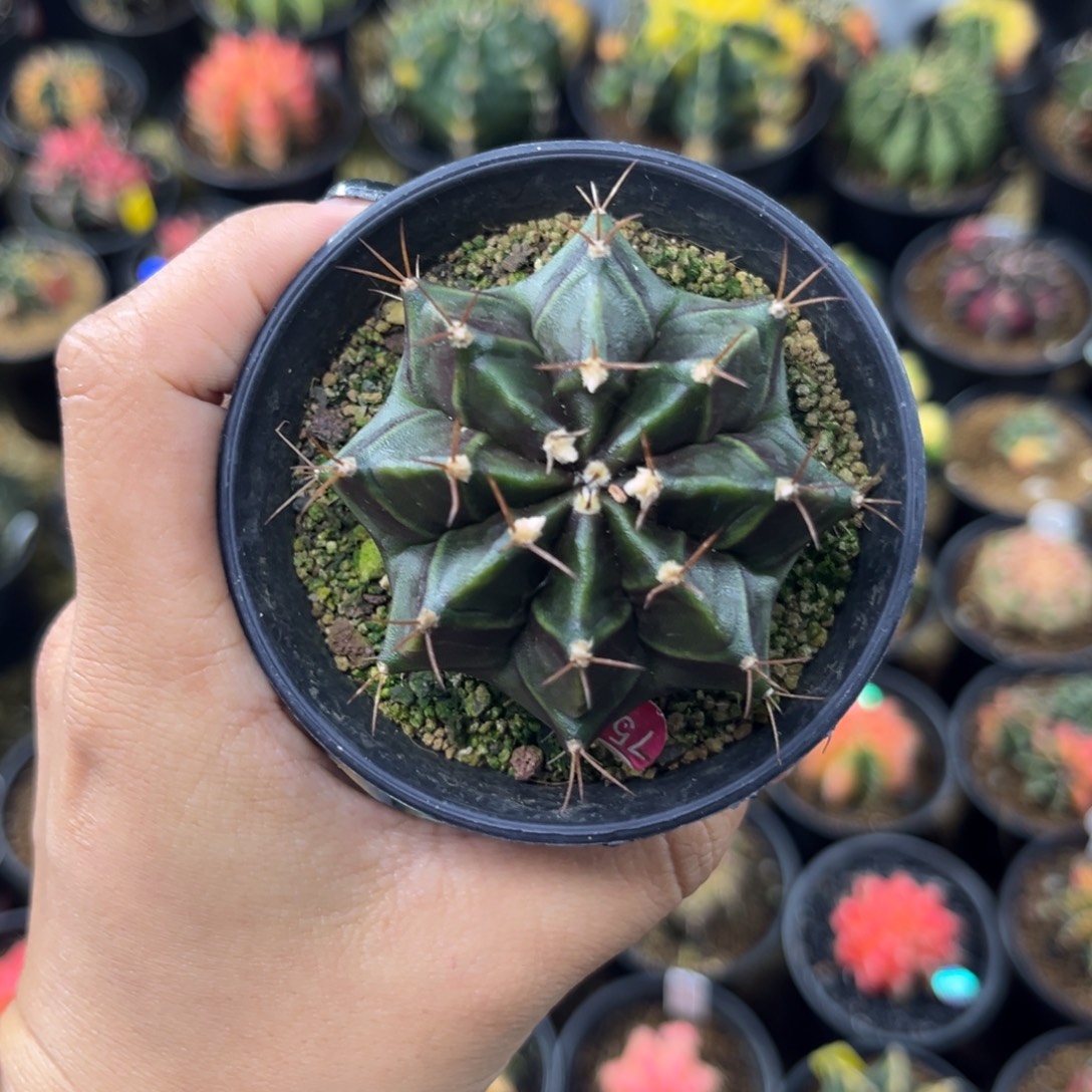 黑寡妇实生后代，带盆土