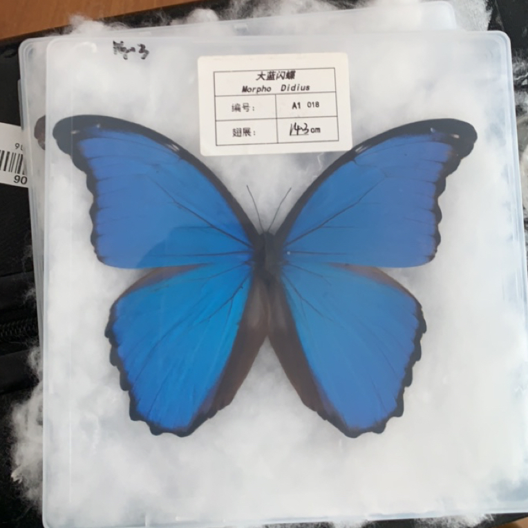 大蓝闪蝶蝴蝶标本装饰画精美蓝色标本展示框可作生日礼物