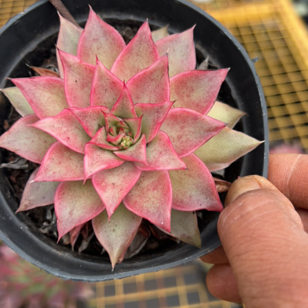 多肉植物红玫瑰三个