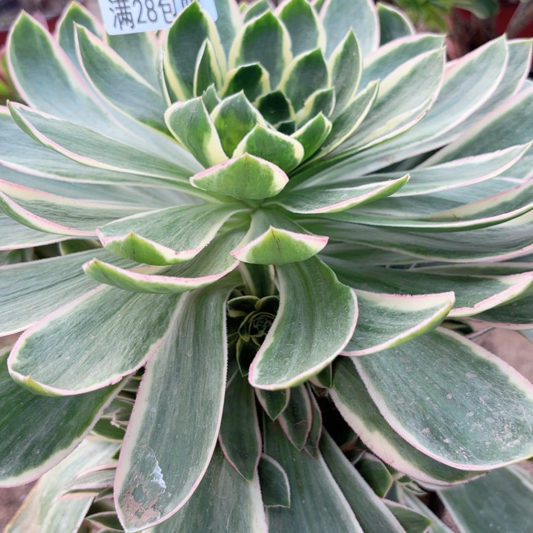 绿玫瑰多肉植物法师2841