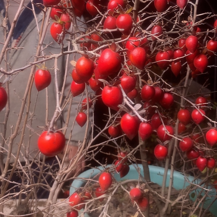 无花朵老鸦的眼睛