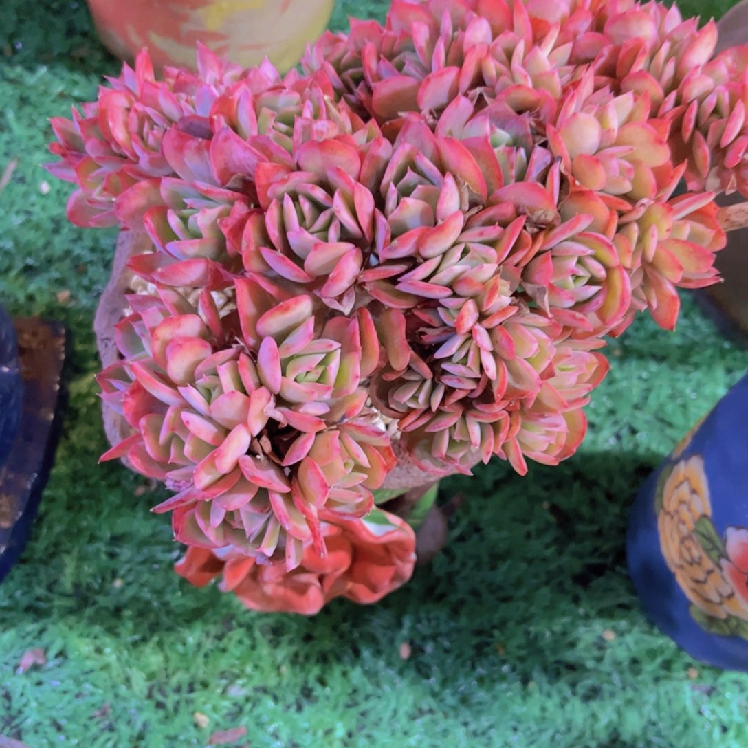 绮罗朵朵缀31247多肉植物