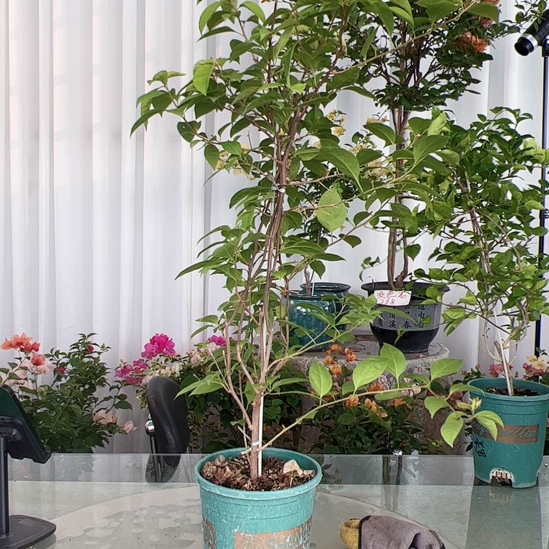 当前无花栽培后可以开花金发女郎一颗