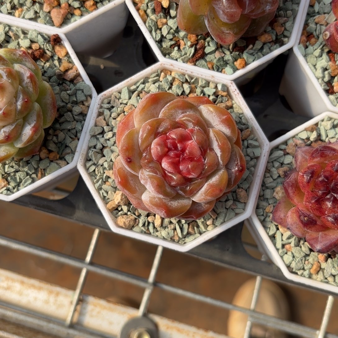 不知名糖心一物一拍带土