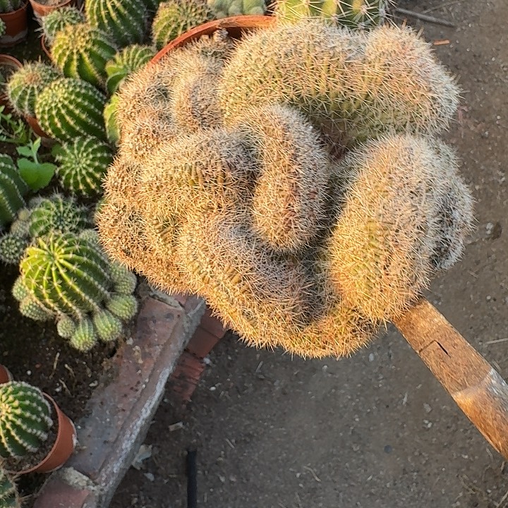 李***蛋无花朵彩草哈哈哈哈哈哈就好