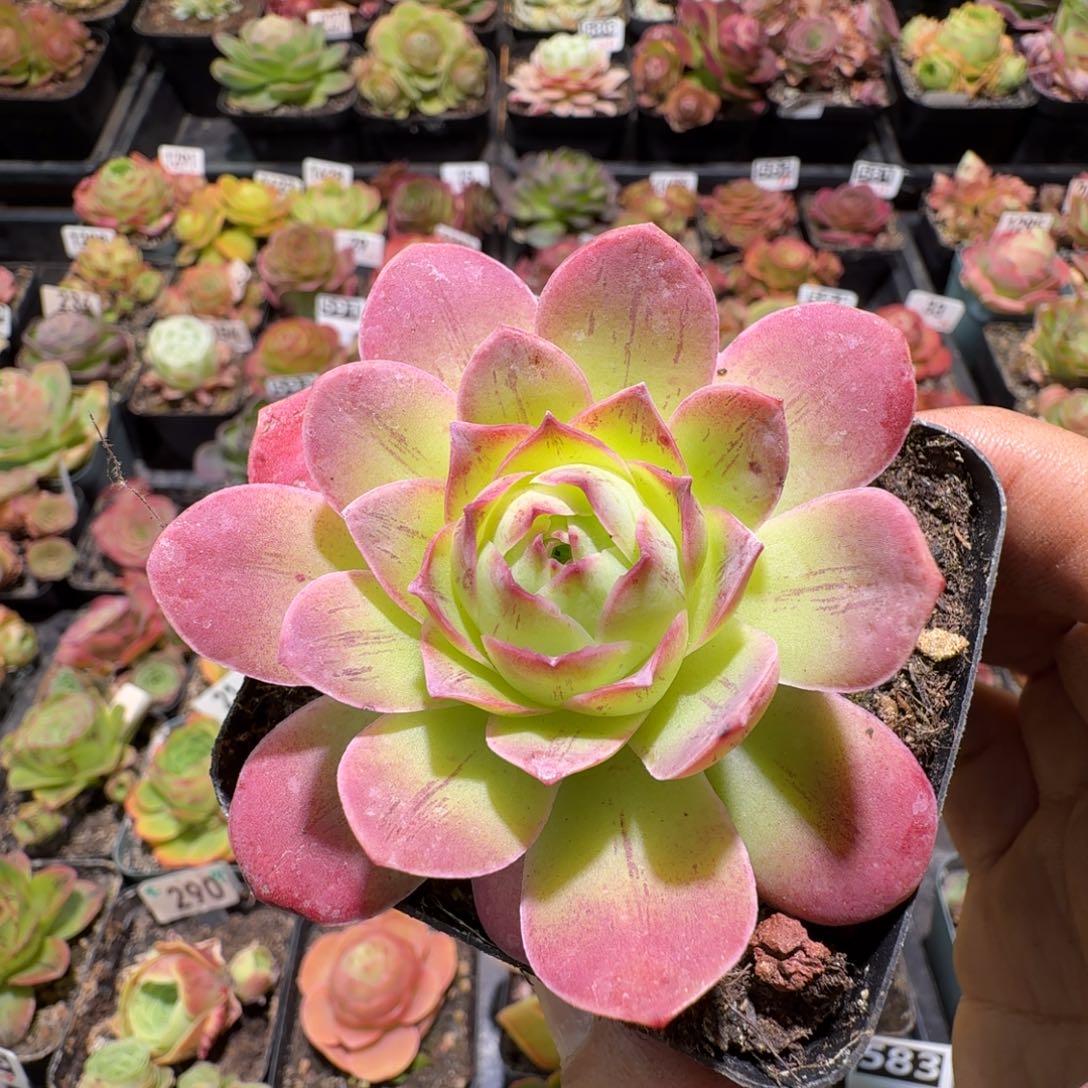 千寻573山地玫瑰