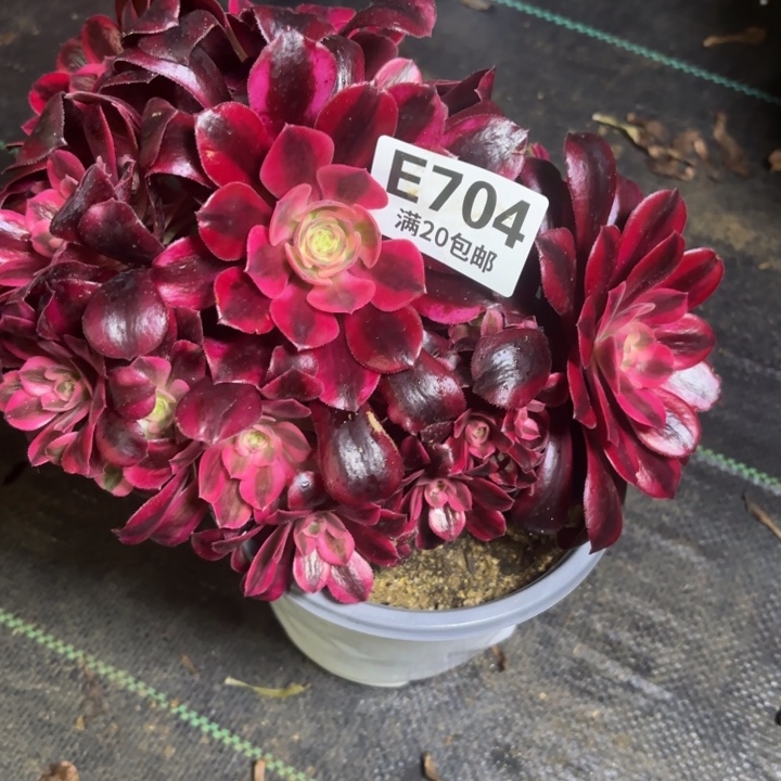 瑞妈一物一拍704