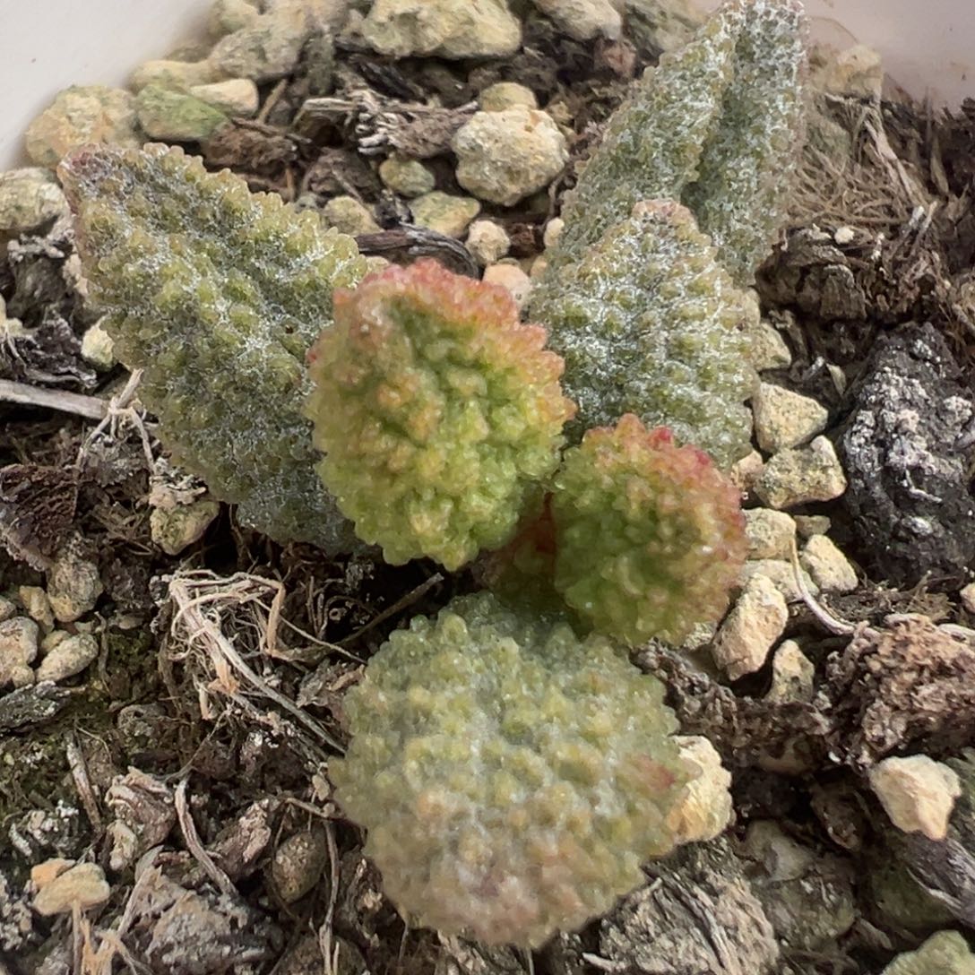 实生大苗多肉植物78