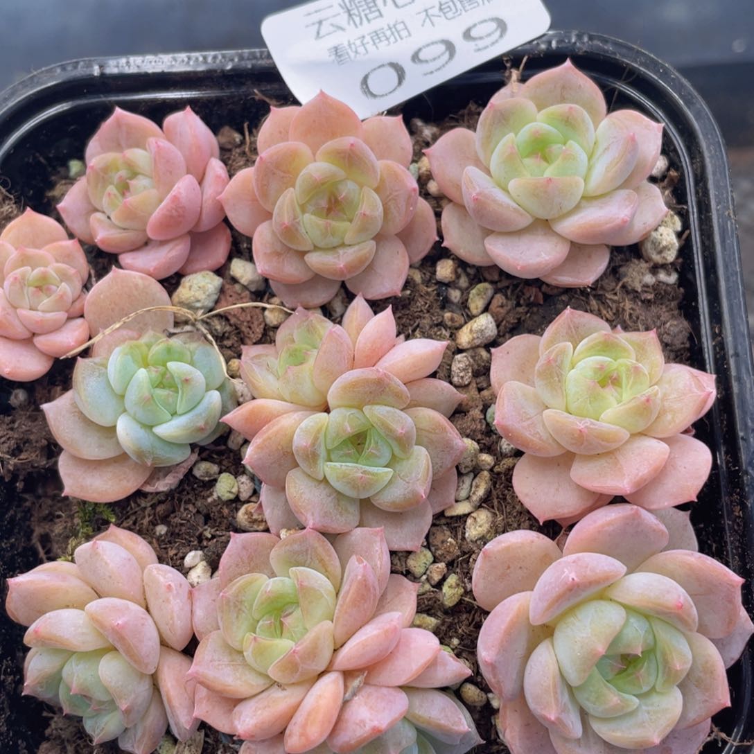 云糖心多肉植物99