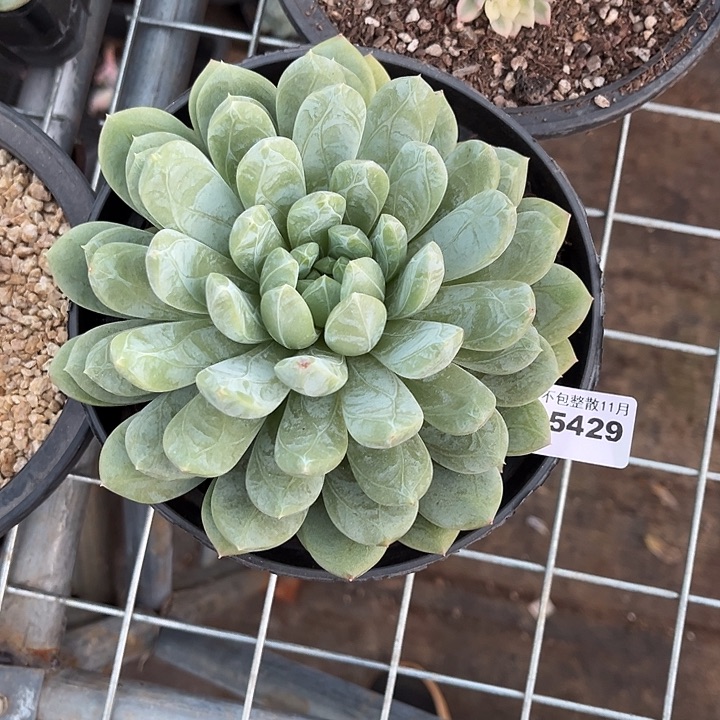 阿雅园艺。        5429百达翡翠大单