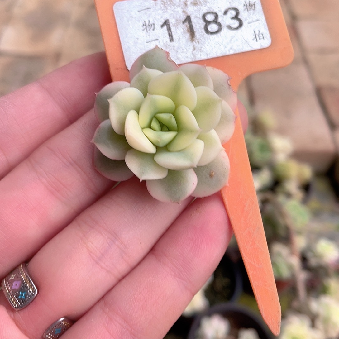 婉***^1183号多肉植物盆栽