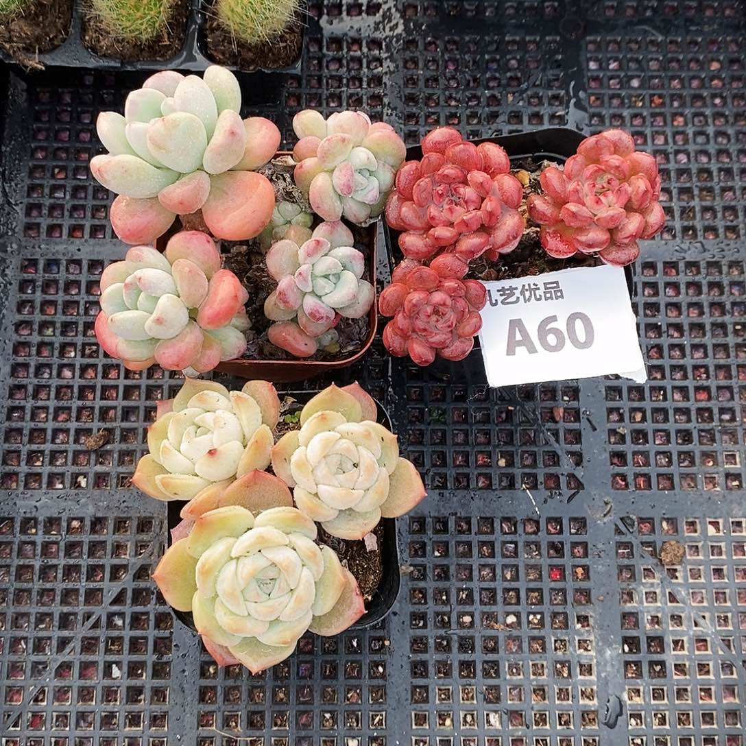 A60精品多肉一物一拍