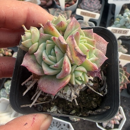 277翡翠塔多肉植物多