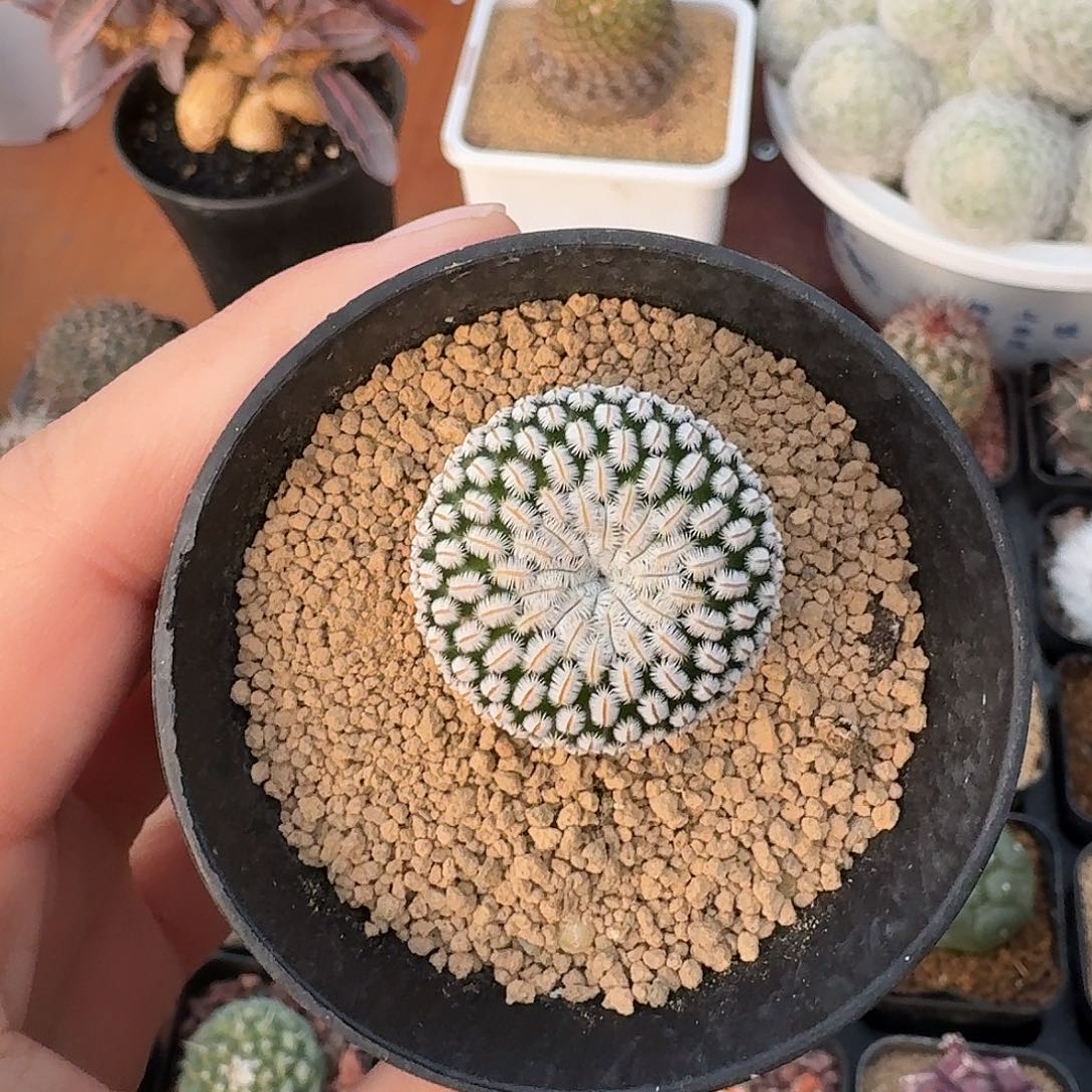 白斜子仙人球12345