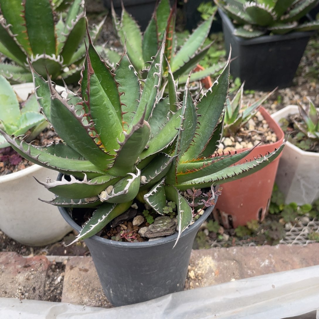 无花朵强密刺霍利达