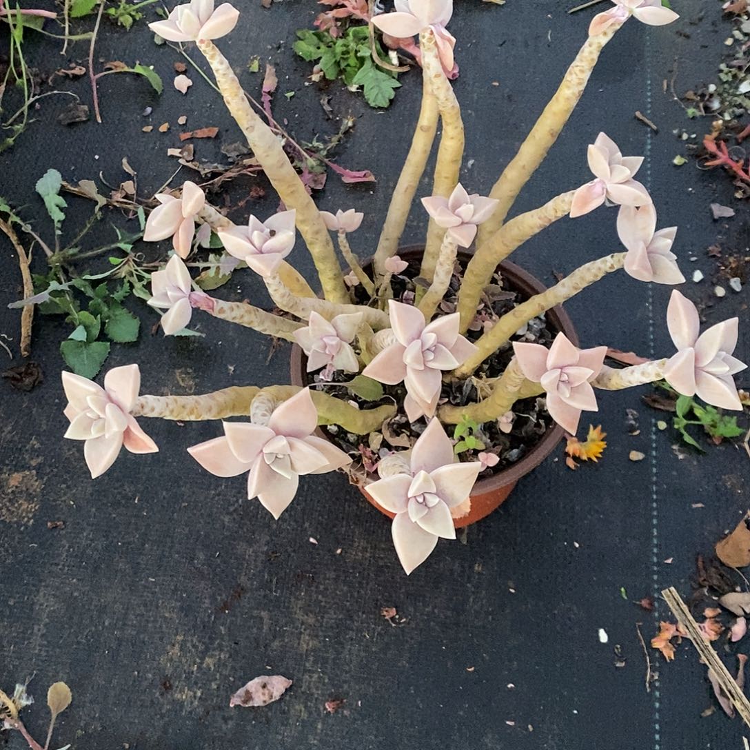 老桩龙月老朱多肉