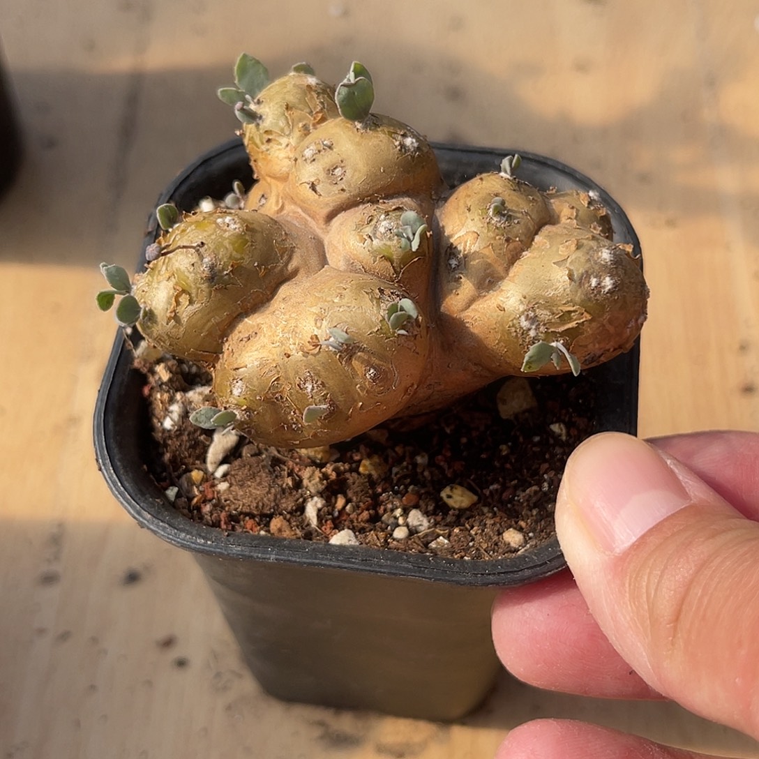 老家产地格加厚敦菊