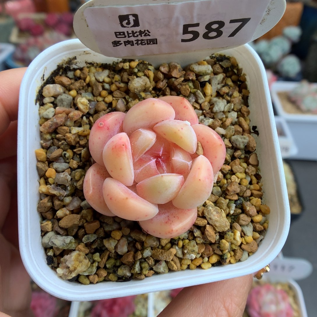587橘色冰魄多肉植物