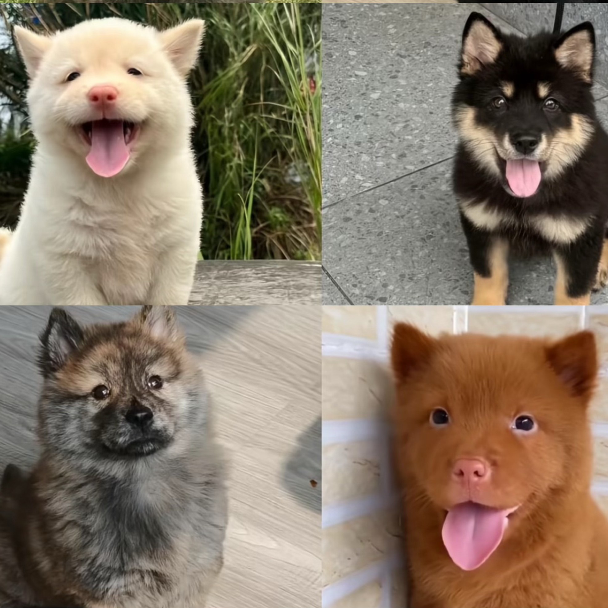 【莉莉严选】粉红鼻子土松犬 黑鼻子土松 黄土松 米黄米白土松 四黑四眼五黑犬 五红 黄狗白面及稀有色蓝精灵犬