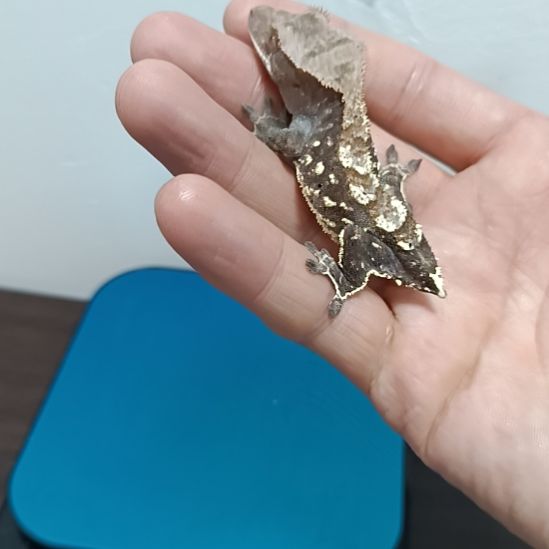 睫角守宫88888888