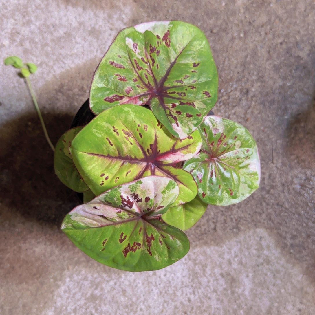 129-0817泰国发货摇滚明星