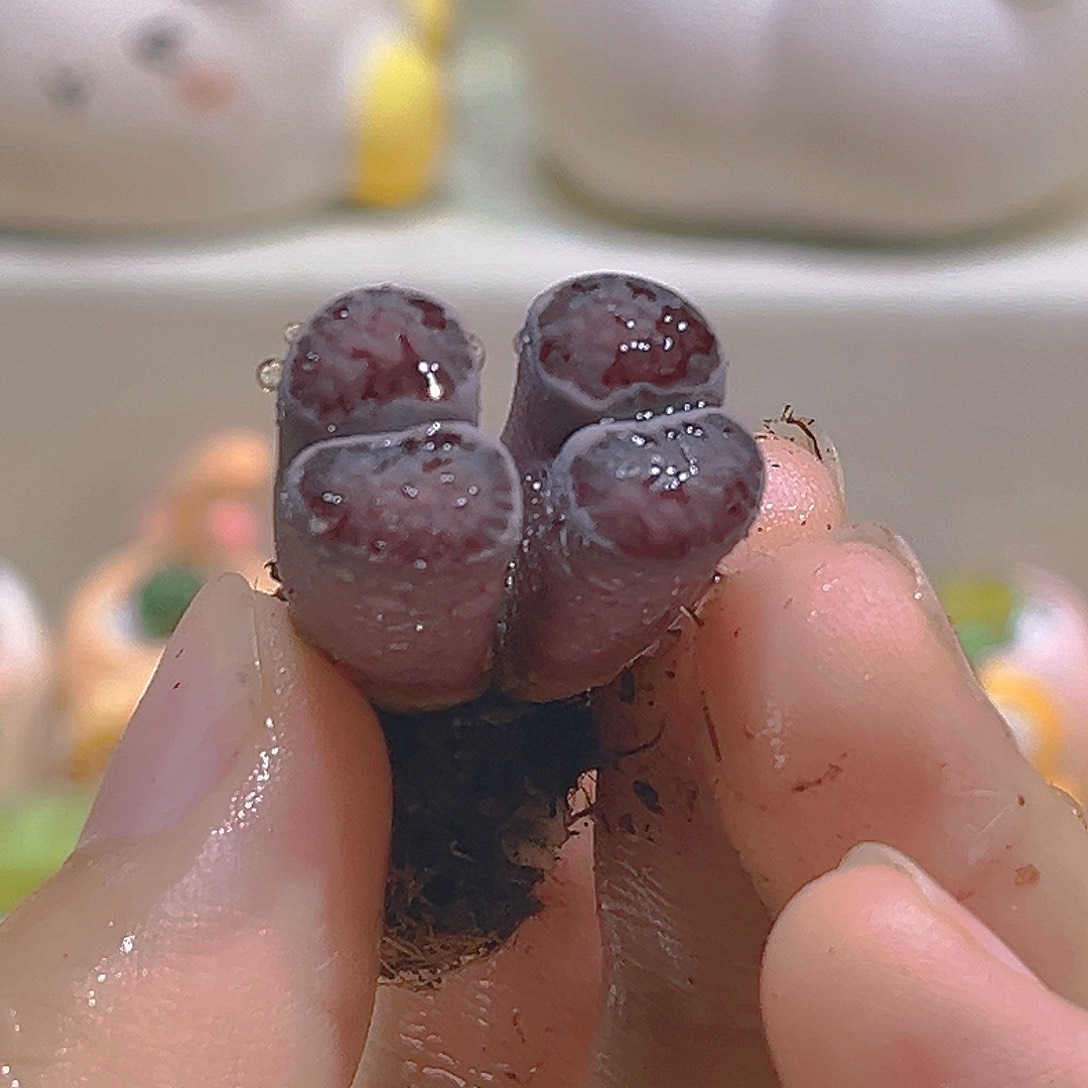 121双头紫菊饼干只有肉肉