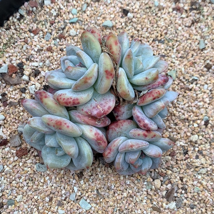 星影石化变异无砍5头
