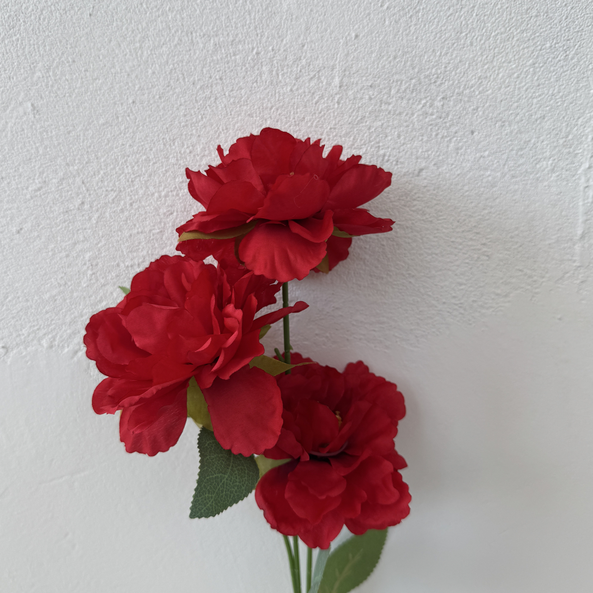 三头渐变小牡丹10枝