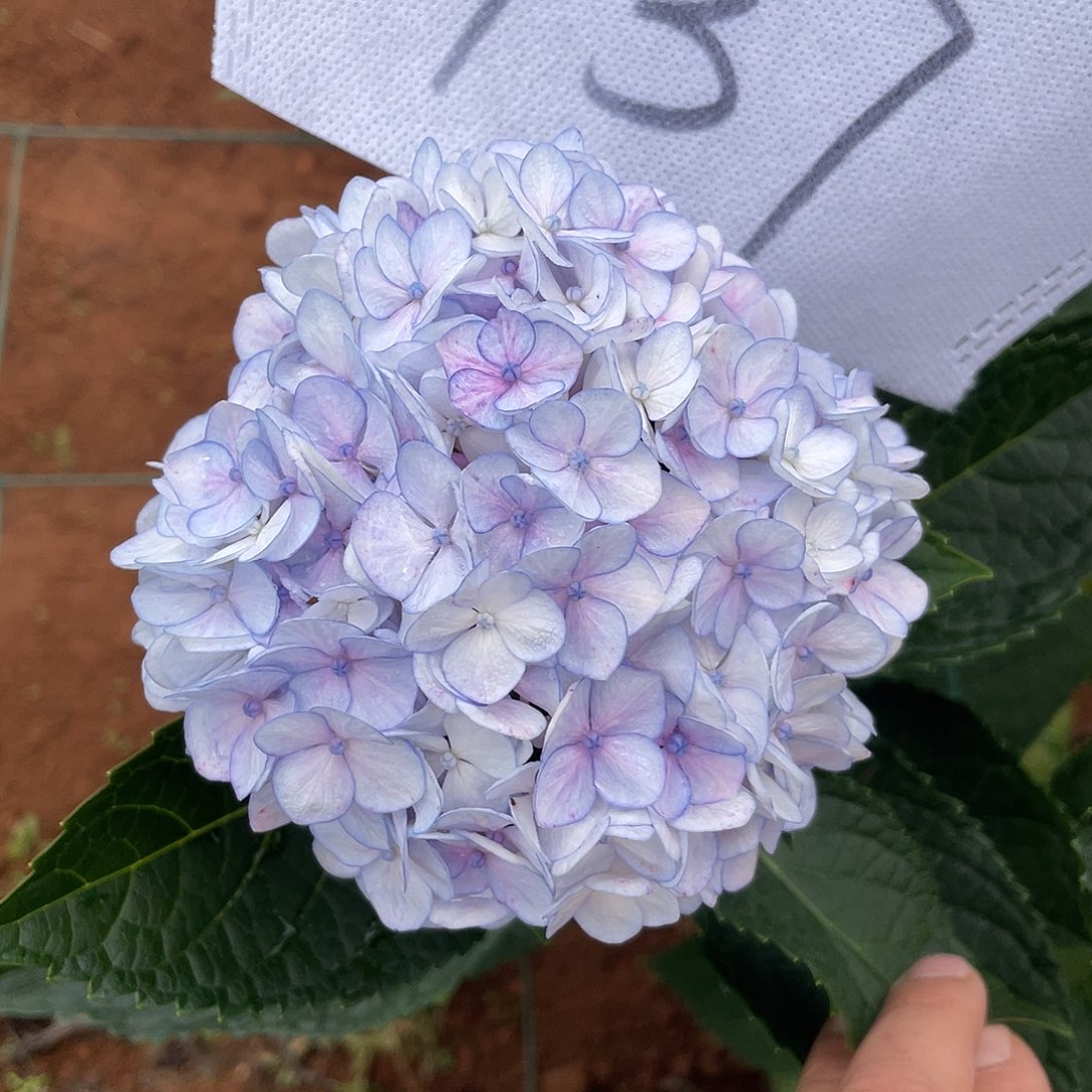 绣球切花一物一拍3枝起包邮，137