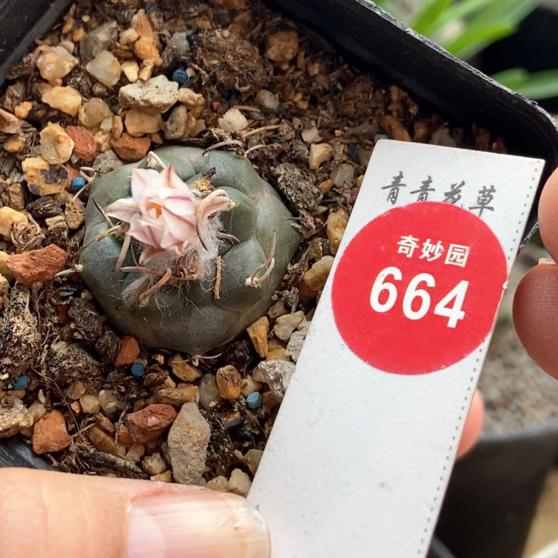 优选娇丽2.7cm一棵仙人球