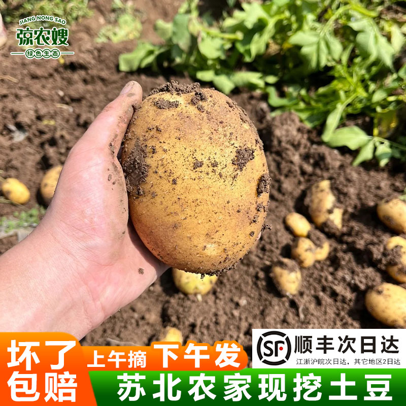 苏北农家土豆新鲜现挖马铃薯洋芋黄皮黄心粉糯大土豆当季时令蔬菜