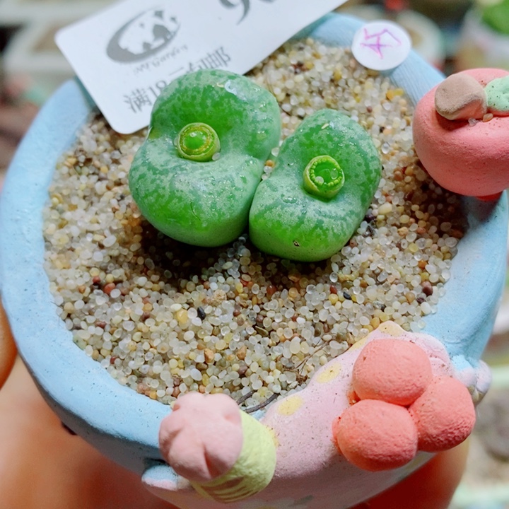 生石花花花花花花花903