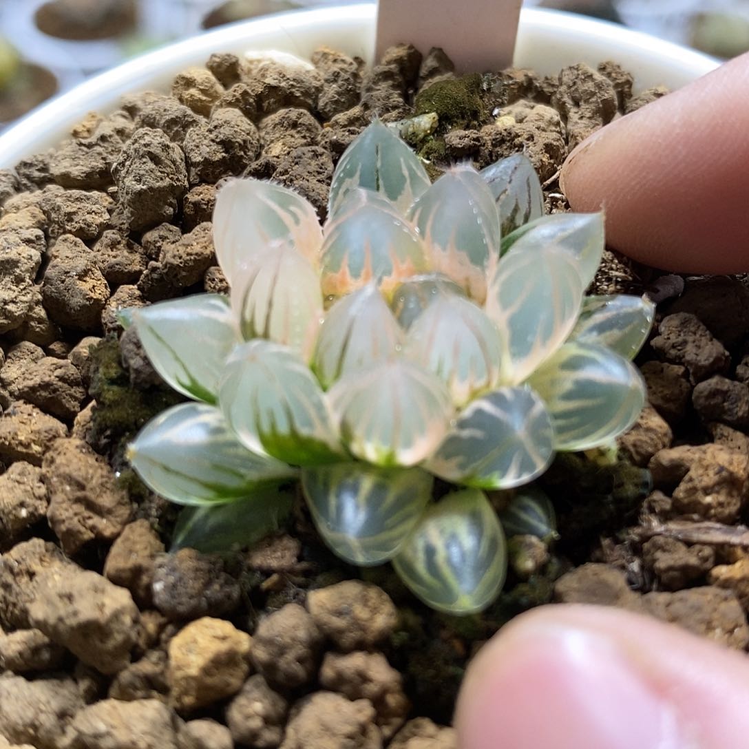 66糊斑霓虹灯哈哈哈哈哈