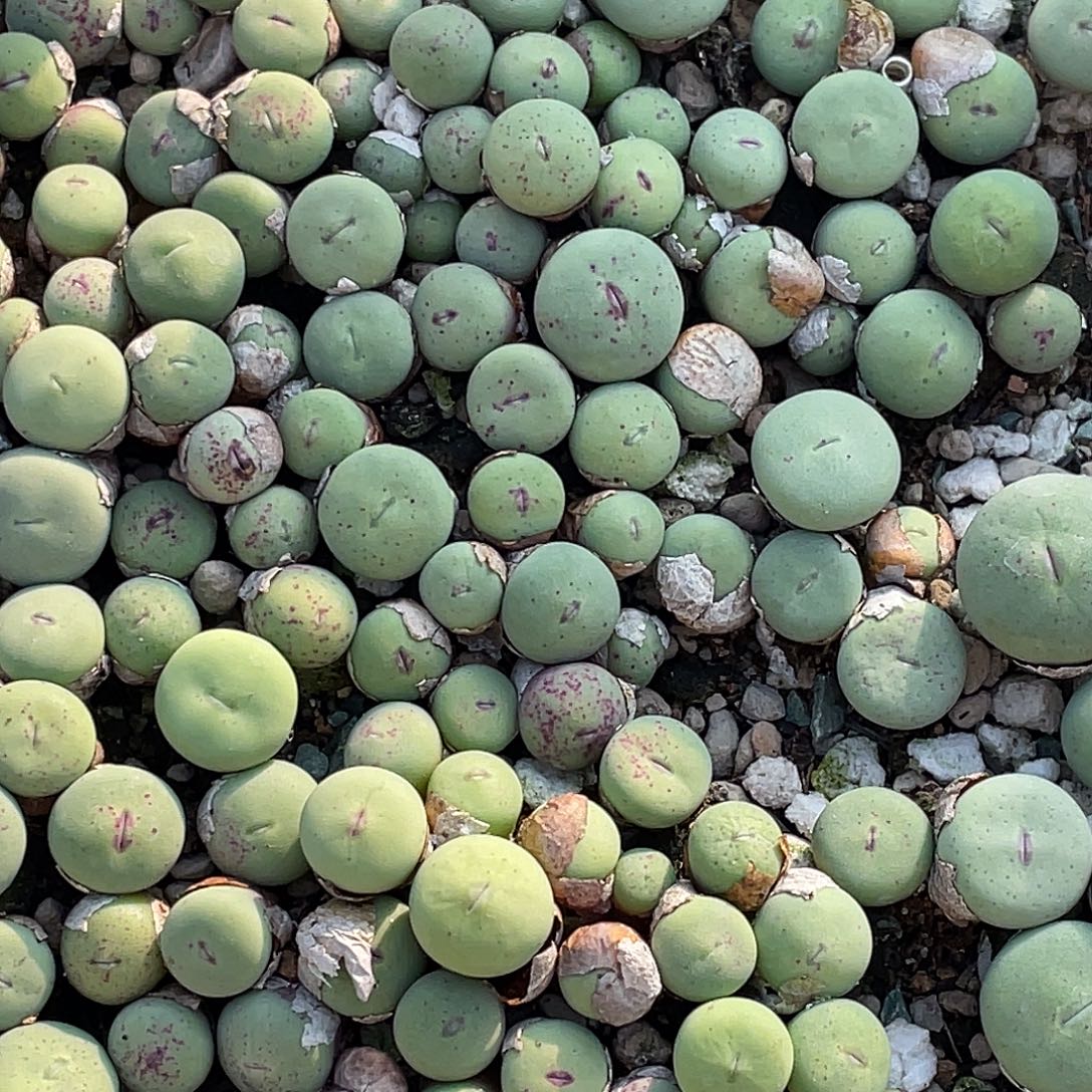 A7红嘴一颗量拍肉锥